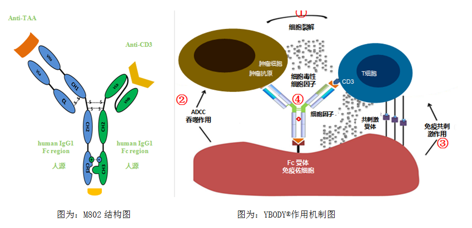 m802双特异性抗体同时结合肿瘤靶点和免疫靶点,通过肿瘤特异抗原识别